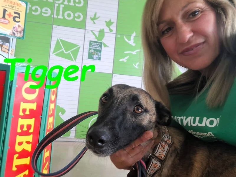 Tigger geb. 07/2024 (ESP) - lebensfroher, kluger und verschmuster Galgo-Podenco-Mix!