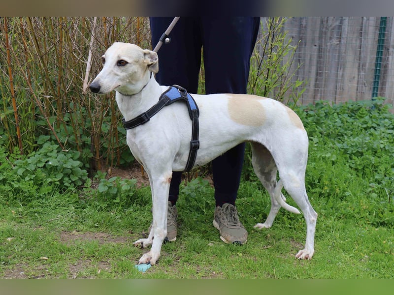 • Tini sucht ein Zuhause |•| Ihre Schwester Charlie auch •