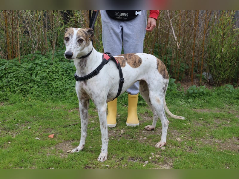 • Charlie sucht ein Zuhause |•| Ihre Schwester Tini auch •