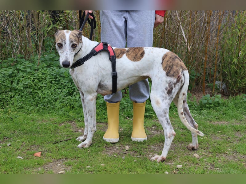 • Charlie sucht ein Zuhause |•| Ihre Schwester Tini auch •