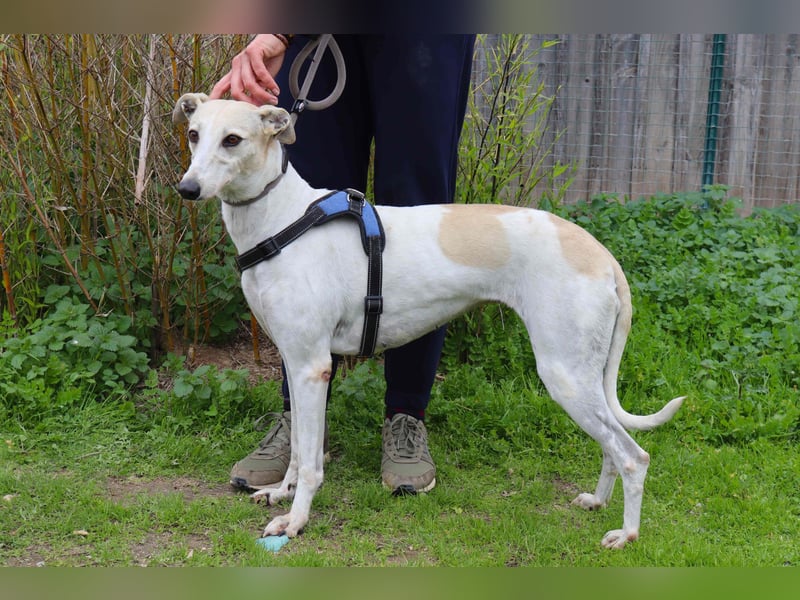 • Tini sucht ein Zuhause |•| Ihre Schwester Charlie auch •