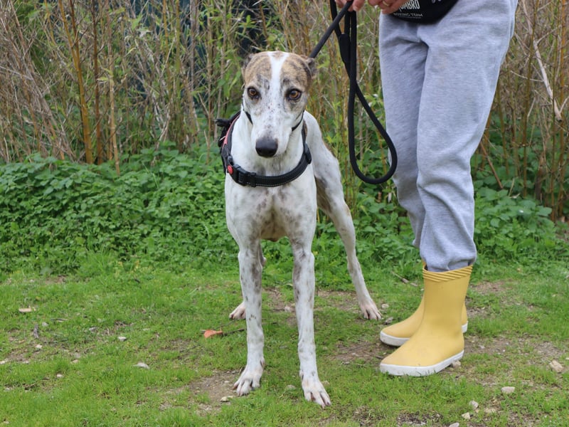 • Charlie sucht ein Zuhause |•| Ihre Schwester Tini auch •