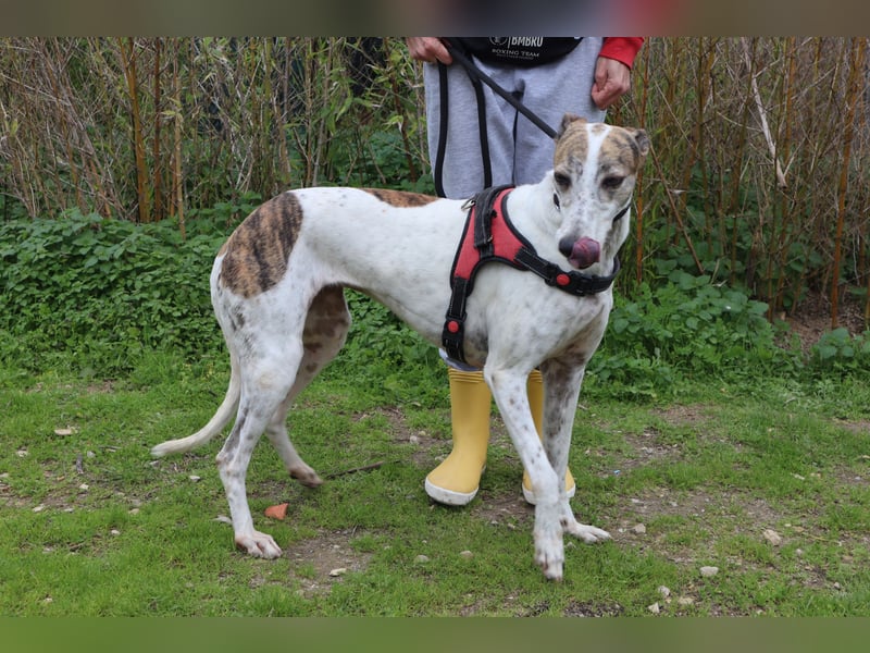 • Charlie sucht ein Zuhause |•| Ihre Schwester Tini auch •