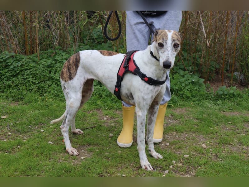 • Tini sucht ein Zuhause |•| Ihre Schwester Charlie auch •