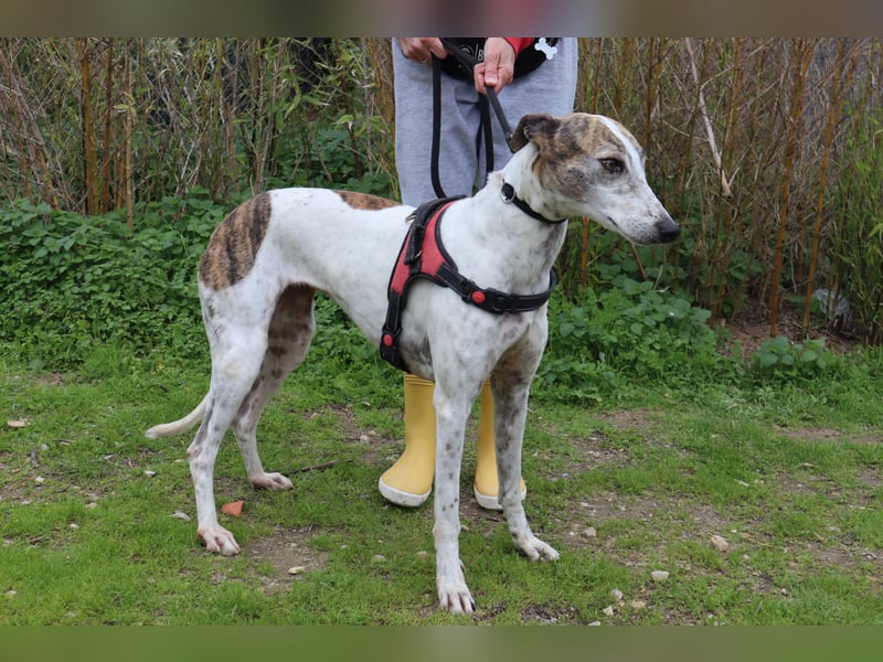 • Charlie sucht ein Zuhause |•| Ihre Schwester Tini auch •