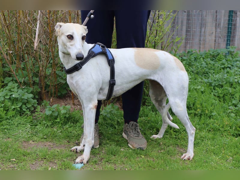 • Tini sucht ein Zuhause |•| Ihre Schwester Charlie auch •