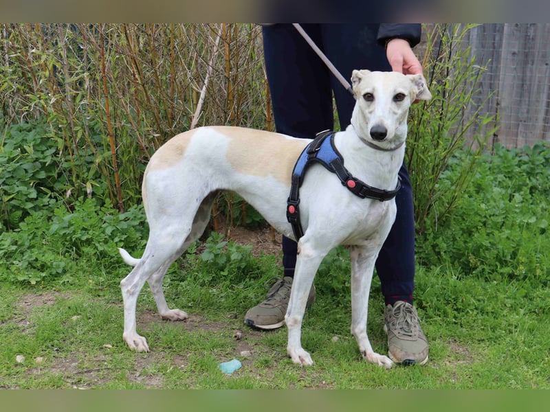 • Tini sucht ein Zuhause |•| Ihre Schwester Charlie auch •