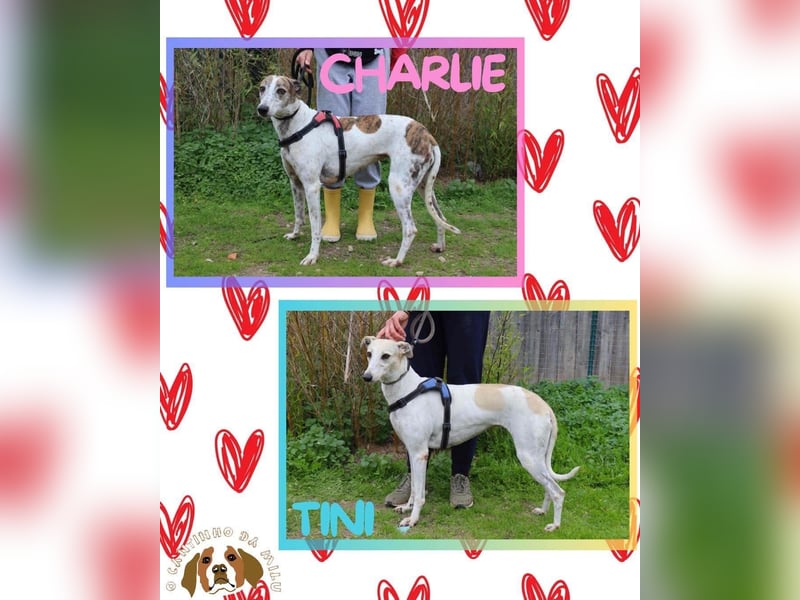 • Tini sucht ein Zuhause |•| Ihre Schwester Charlie auch •