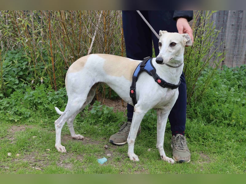 • Tini sucht ein Zuhause |•| Ihre Schwester Charlie auch •