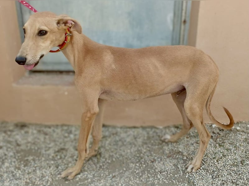 Simba - verspielt, lernwillig und freundlich