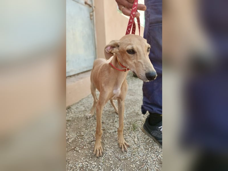 Simba - verspielt, lernwillig und freundlich