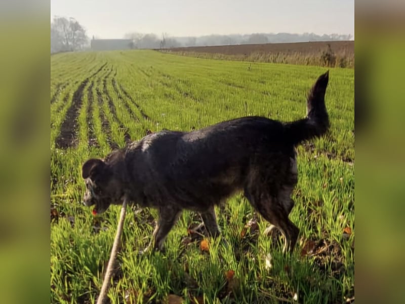 Samba die allerliebste in ganz Tierheim