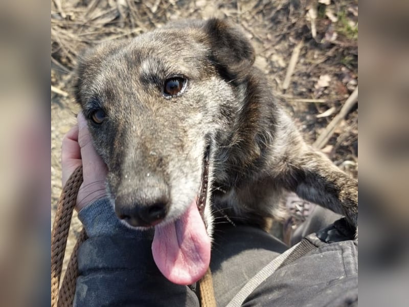 Samba die allerliebste in ganz Tierheim