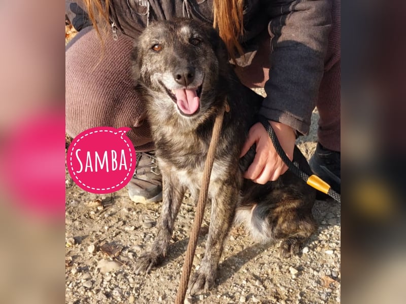 Samba die allerliebste in ganz Tierheim