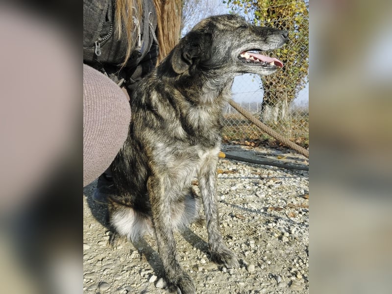 Samba die allerliebste in ganz Tierheim