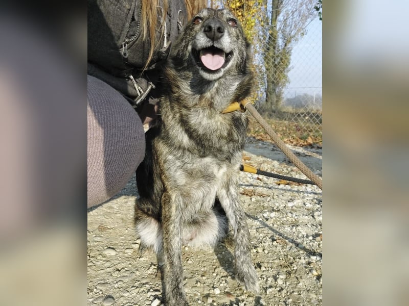 Samba die allerliebste in ganz Tierheim