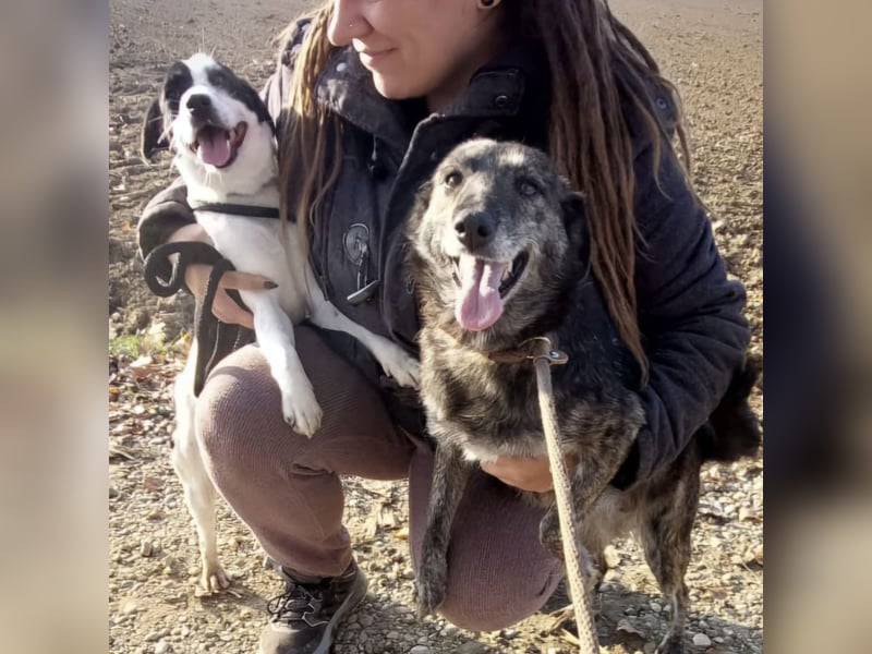 Samba die allerliebste in ganz Tierheim