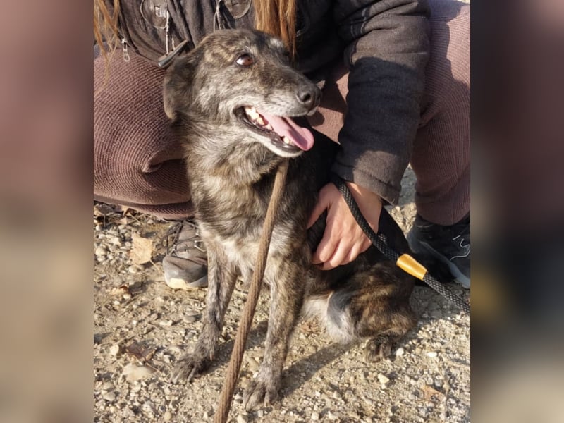 Samba die allerliebste in ganz Tierheim