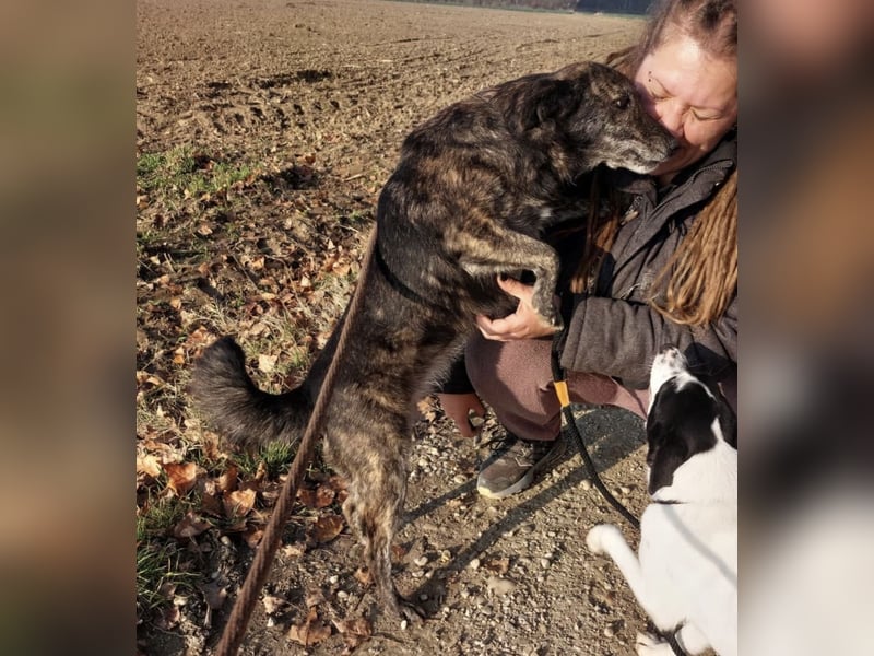 Samba die allerliebste in ganz Tierheim