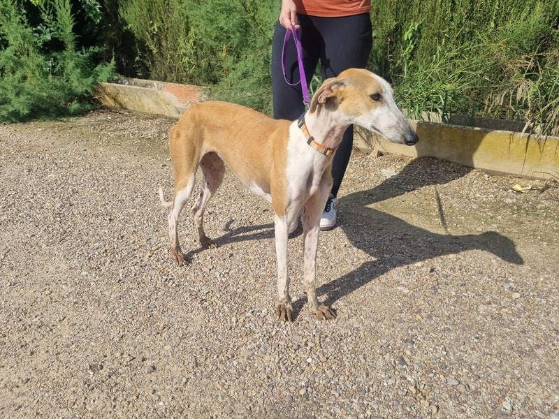 CAROLINA-Lebensfreude pur, sozial, liebevoll, sucht liebevolles Für-immer-Zuhause