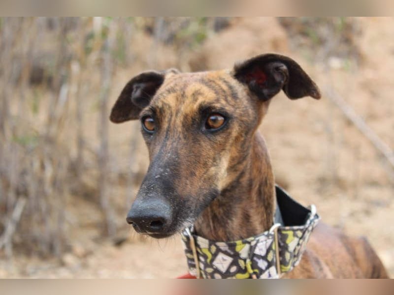 Sanfte VIOLETA-auf der Suche nach ihrem liebevollen Für-immer-Zuhause