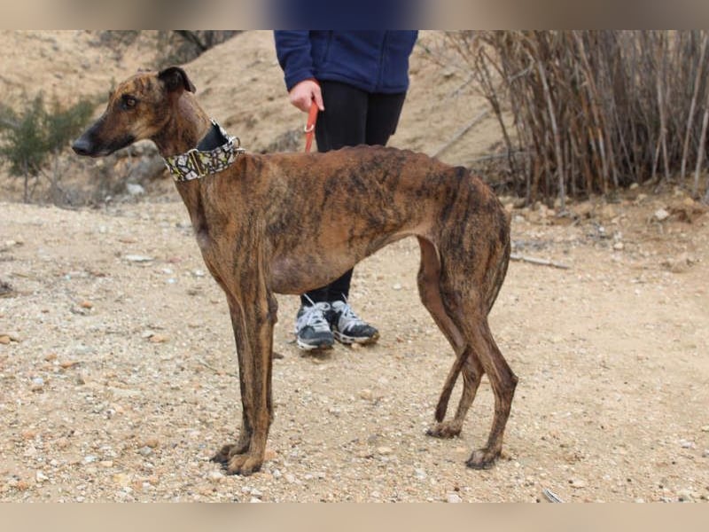 Sanfte VIOLETA-auf der Suche nach ihrem liebevollen Für-immer-Zuhause