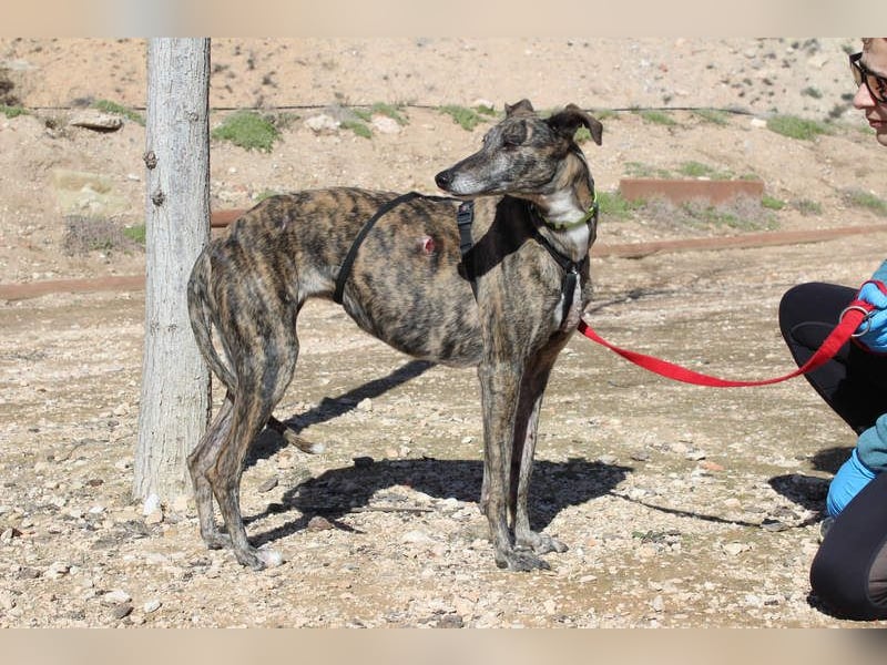 MARIANA-Sanfte Seele,ausgeglichen freundliche Galga auf der Suche nach liebevollem Für-immer-Zuhause