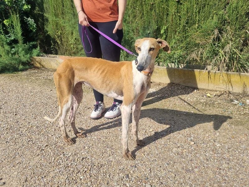 CAROLINA-Lebensfreude pur, sozial, liebevoll, sucht liebevolles Für-immer-Zuhause