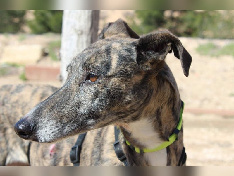 MARIANA-Sanfte Seele,ausgeglichen freundliche Galga auf der Suche nach liebevollem Für-immer-Zuhause