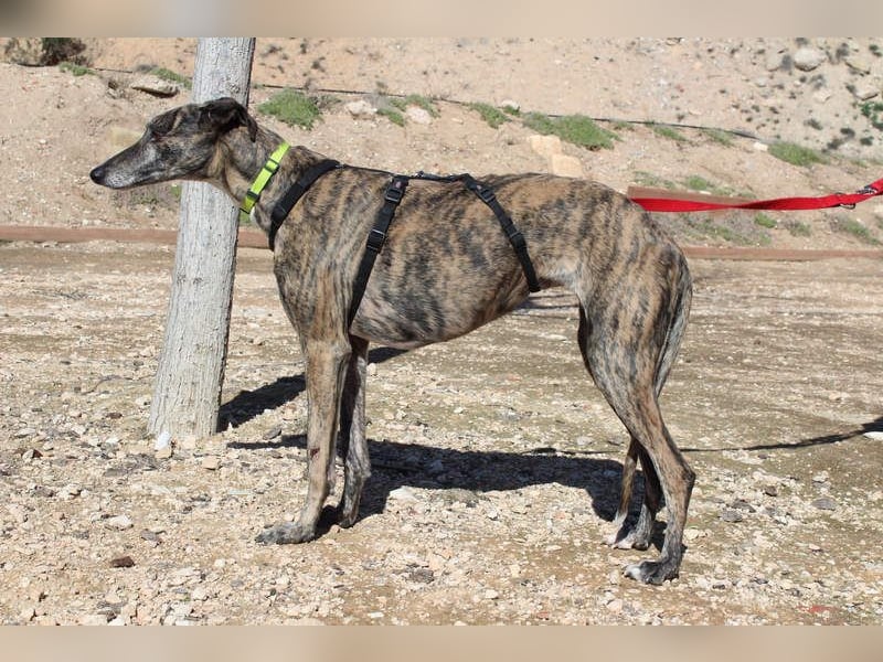 MARIANA-Sanfte Seele,ausgeglichen freundliche Galga auf der Suche nach liebevollem Für-immer-Zuhause