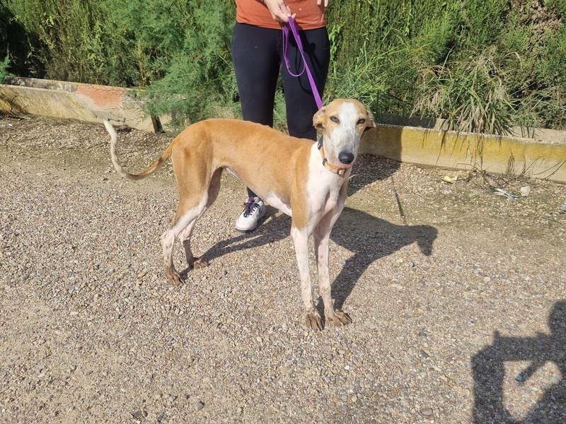 CAROLINA-Lebensfreude pur, sozial, liebevoll, sucht liebevolles Für-immer-Zuhause