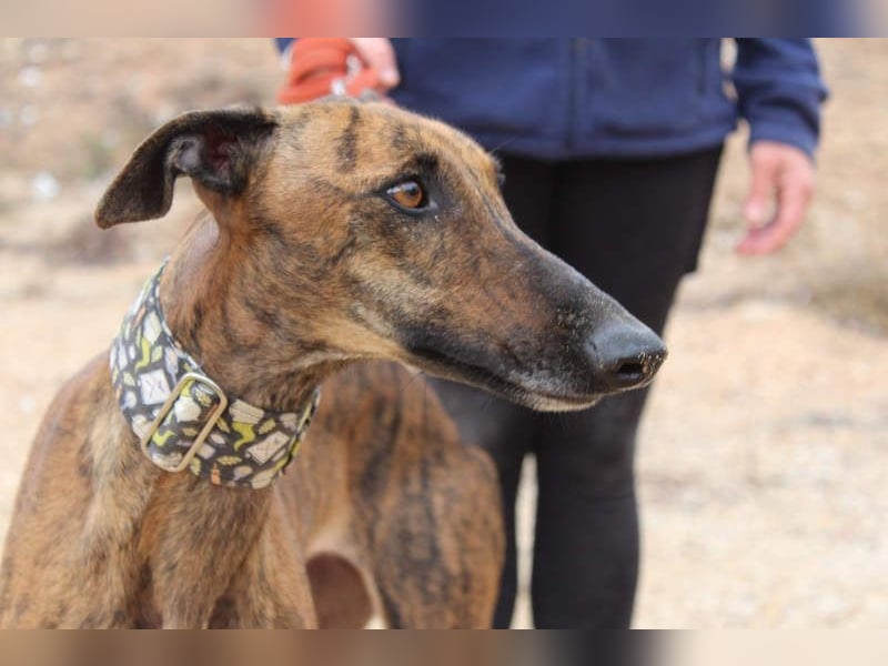 Sanfte VIOLETA-auf der Suche nach ihrem liebevollen Für-immer-Zuhause