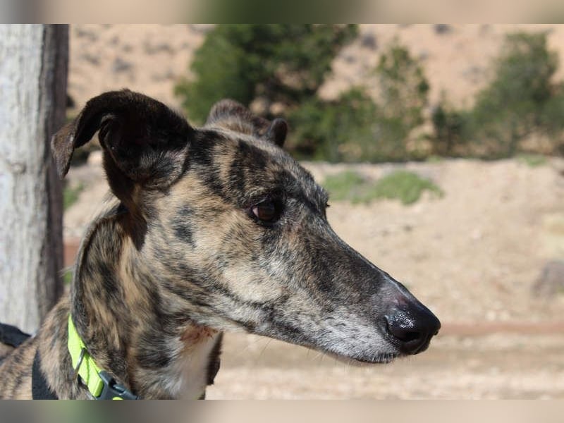 MARIANA-Sanfte Seele,ausgeglichen freundliche Galga auf der Suche nach liebevollem Für-immer-Zuhause