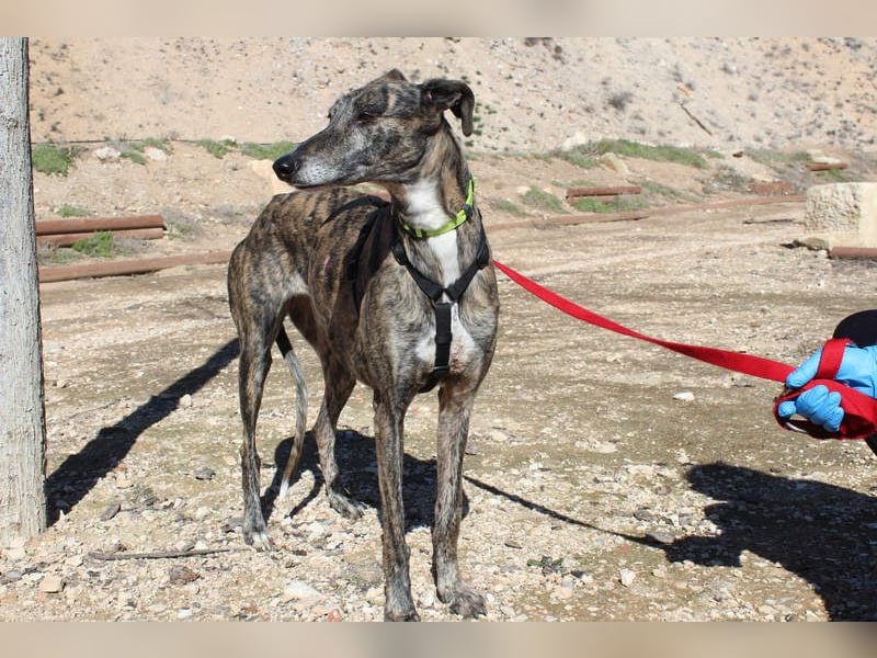 MARIANA-Sanfte Seele,ausgeglichen freundliche Galga auf der Suche nach liebevollem Für-immer-Zuhause
