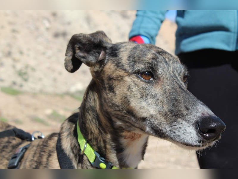 MARIANA-Sanfte Seele,ausgeglichen freundliche Galga auf der Suche nach liebevollem Für-immer-Zuhause