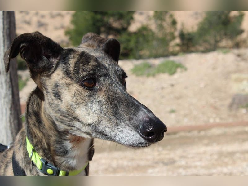 MARIANA-Sanfte Seele,ausgeglichen freundliche Galga auf der Suche nach liebevollem Für-immer-Zuhause