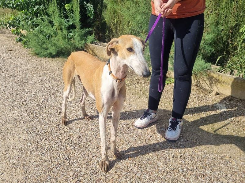 CAROLINA-Lebensfreude pur, sozial, liebevoll, sucht liebevolles Für-immer-Zuhause