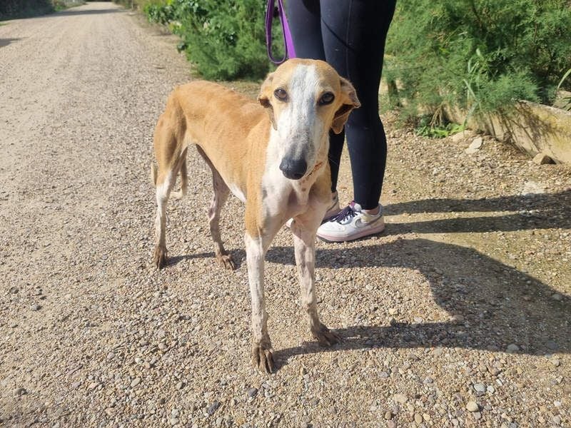 CAROLINA-Lebensfreude pur, sozial, liebevoll, sucht liebevolles Für-immer-Zuhause