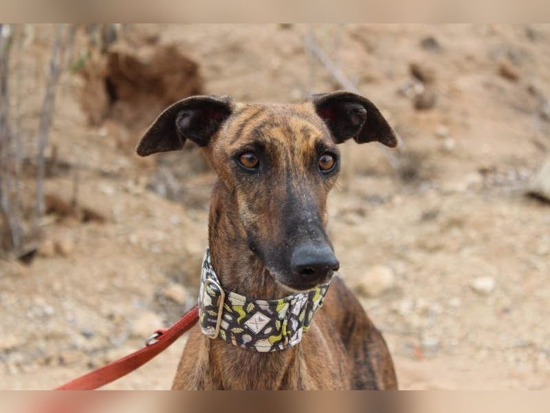 Sanfte VIOLETA-auf der Suche nach ihrem liebevollen Für-immer-Zuhause