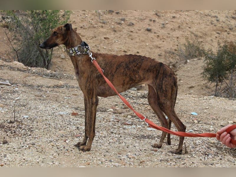 Sanfte VIOLETA-auf der Suche nach ihrem liebevollen Für-immer-Zuhause