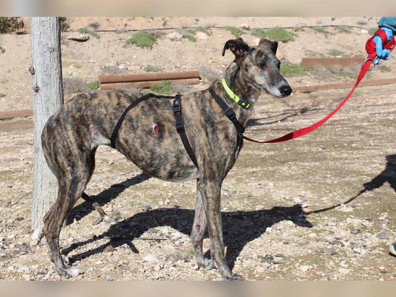 MARIANA-Sanfte Seele,ausgeglichen freundliche Galga auf der Suche nach liebevollem Für-immer-Zuhause