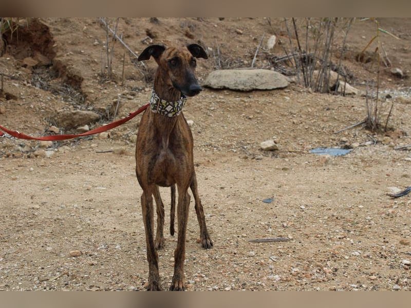 Sanfte VIOLETA-auf der Suche nach ihrem liebevollen Für-immer-Zuhause