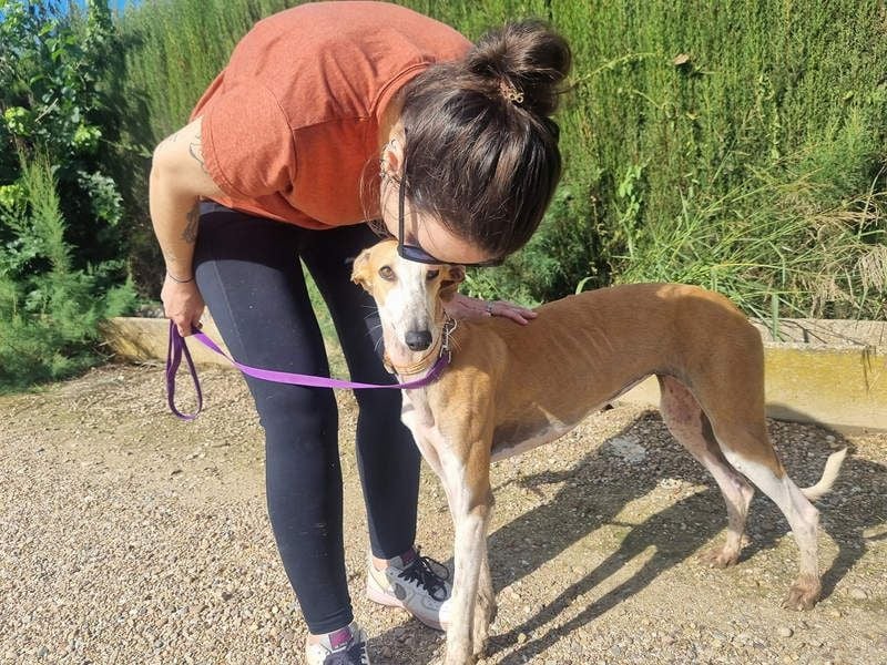 CAROLINA-Lebensfreude pur, sozial, liebevoll, sucht liebevolles Für-immer-Zuhause