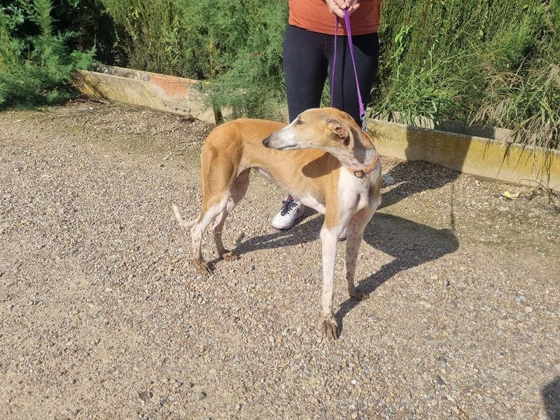 CAROLINA-Lebensfreude pur, sozial, liebevoll, sucht liebevolles Für-immer-Zuhause