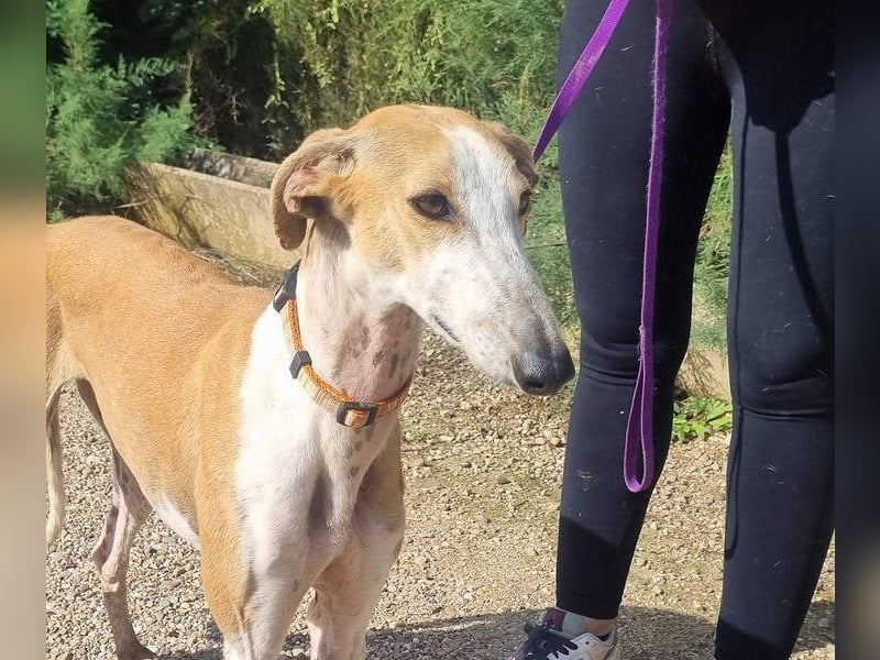 CAROLINA-Lebensfreude pur, sozial, liebevoll, sucht liebevolles Für-immer-Zuhause