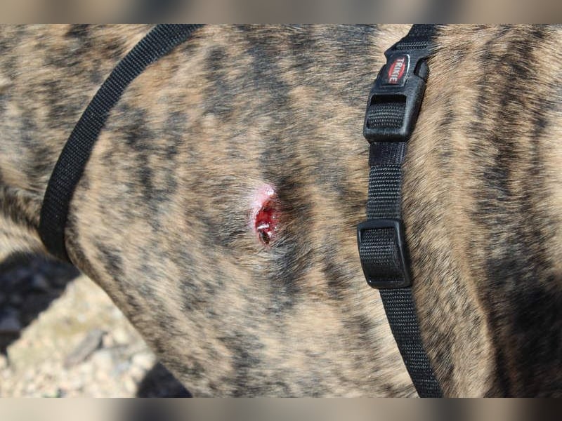 MARIANA-Sanfte Seele,ausgeglichen freundliche Galga auf der Suche nach liebevollem Für-immer-Zuhause