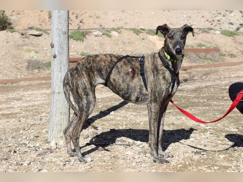 MARIANA-Sanfte Seele,ausgeglichen freundliche Galga auf der Suche nach liebevollem Für-immer-Zuhause