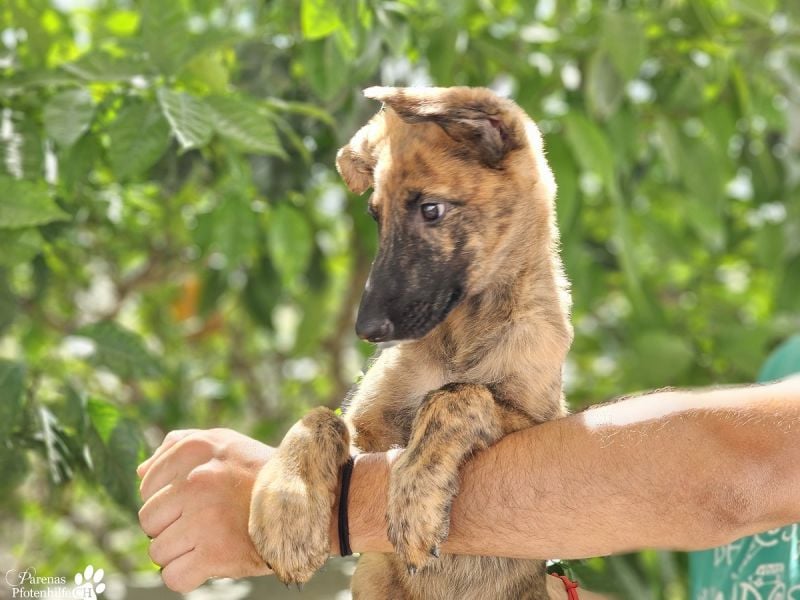 Phinnia ist ein aufgewecktes Galgo Mix Mädel