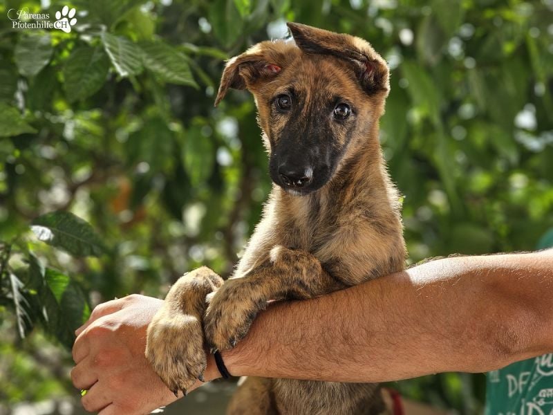 Phinnia ist ein aufgewecktes Galgo Mix Mädel