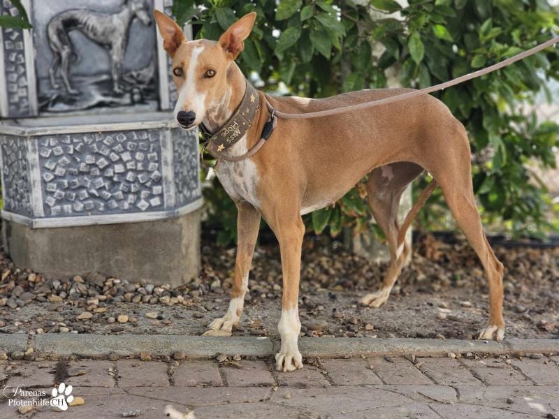 Elu ist aktiv, verschmust, fröhlich (Galgo Podenco Mix)